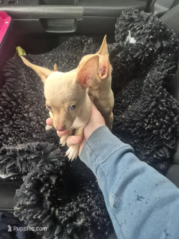 Zap – Chihuahua puppy for sale in Vonore, TN
