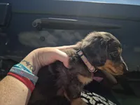 Bonni CKC Girl, a female Miniature Dachshund for sale in Vonore, TN – 4 of 4