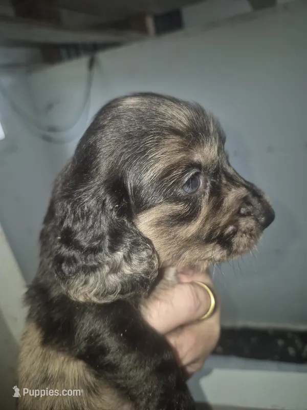 Silver dapple boy Gomer  – Miniature Dachshund puppy for sale in Vonore, TN