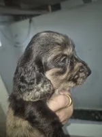 Silver dapple boy Gomer , a male Miniature Dachshund for sale in Vonore, TN – 1 of 2