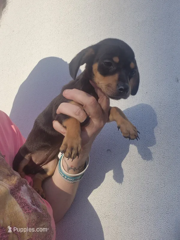 Black tan chiweenie girl – Chiweenie puppy for sale in Vonore, TN