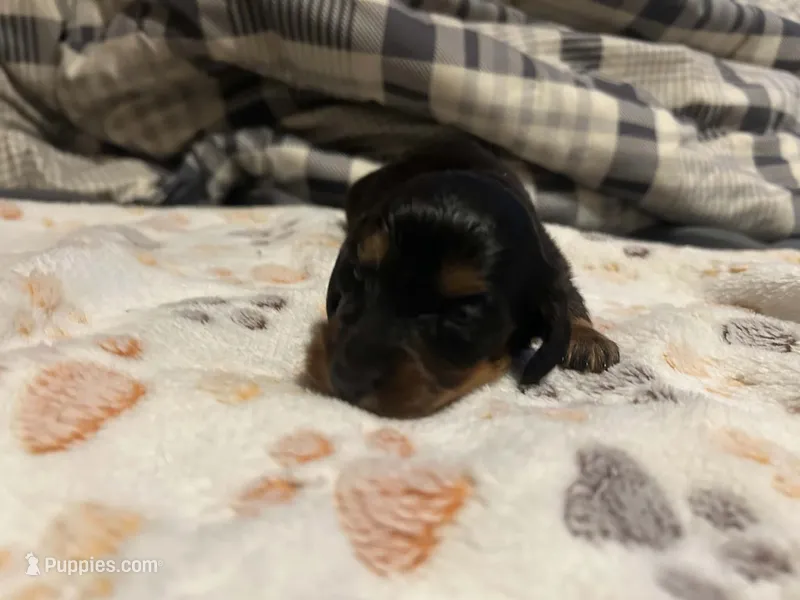 Black tan Long haired boy – Miniature Dachshund puppy for sale in Vonore, TN