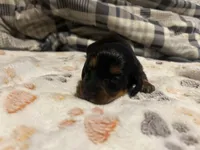 Black tan Long haired boy, a male Miniature Dachshund for sale in Vonore, TN – 1 of 1