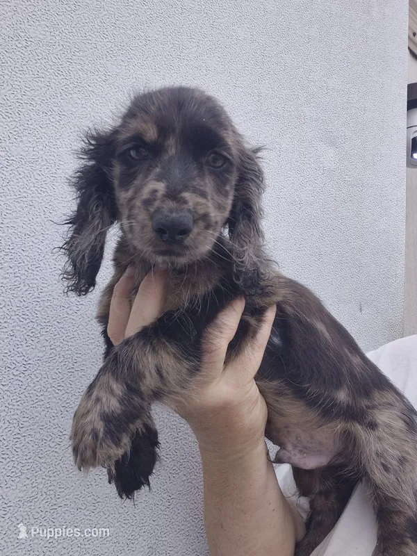 Silver dapple boy Gomer  – Miniature Dachshund puppy for sale in Vonore, TN