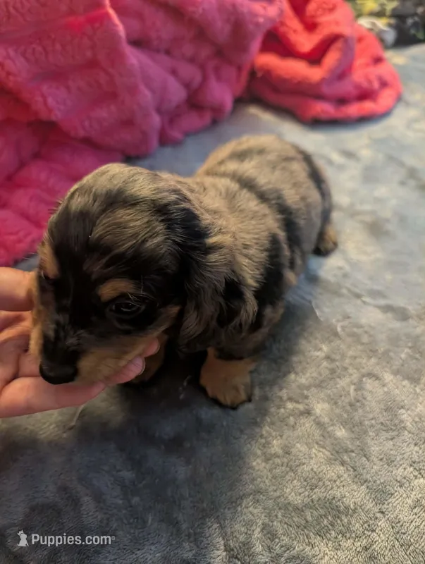 Dark dapple long haired Boy  – Miniature Dachshund puppy for sale in Vonore, TN