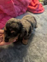 Dark dapple long haired Boy , a male Miniature Dachshund for sale in Vonore, TN – Photo 1 of 9