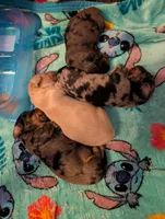 Dark dapple long haired Boy , a male Miniature Dachshund for sale in Vonore, TN – Photo 9 of 9