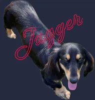 Dark dapple long haired Boy , a male Miniature Dachshund for sale in Vonore, TN – Photo 5 of 6