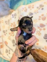 Dark dapple long haired Boy , a male Miniature Dachshund for sale in Vonore, TN – Photo 3 of 6