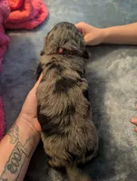 Dark dapple long haired Boy , a male Miniature Dachshund for sale in Vonore, TN – Photo 2 of 9