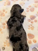 Dark dapple long haired Boy , a male Miniature Dachshund for sale in Vonore, TN – Photo 1 of 6