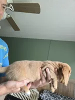 LH AKC cream red girl 2, a female Miniature Dachshund for sale in Vonore, TN – 5 of 5