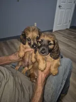 Shaded cream akc boy, a male Miniature Dachshund for sale in Vonore, TN – 3 of 3