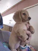 ee cream Girl CKC, a female Miniature Dachshund for sale in Vonore, TN – 3 of 3