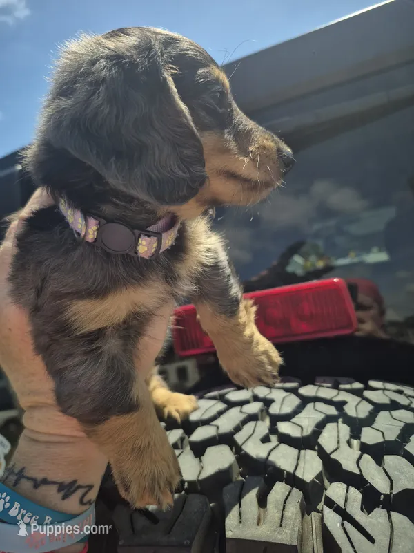Bonni CKC Girl – Miniature Dachshund puppy for sale in Vonore, TN