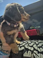 Bonni CKC Girl, a female Miniature Dachshund for sale in Vonore, TN – 3 of 4