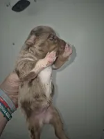 Red Merle Boy, a male Toy Australian Shepherd for sale in Vonore, TN – 3 of 5