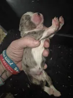 Blue Merle Boy, a male Toy Australian Shepherd for sale in Vonore, TN – 3 of 5