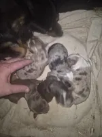 Blue Merle Boy, a male Toy Australian Shepherd for sale in Vonore, TN – 4 of 5