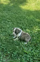 Dk brindle girl, a female Olde Boston Bulldogge for sale in Vonore, TN – 1 of 1