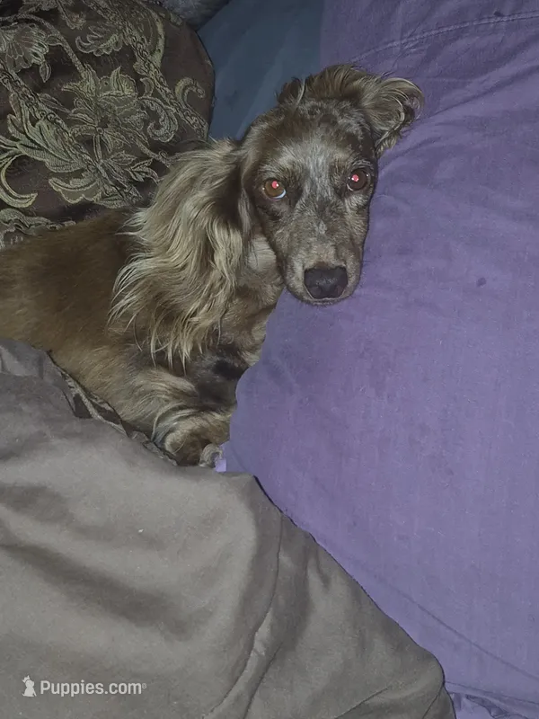 Kaisley – Miniature Dachshund puppy for sale in Vonore, TN