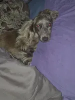 Kaisley, a female Miniature Dachshund for sale in Vonore, TN – 1 of 2