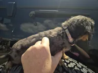 Bonni CKC Girl, a female Miniature Dachshund for sale in Vonore, TN – 2 of 4