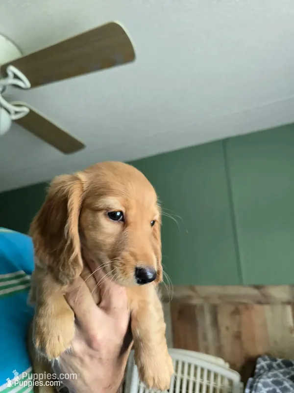 LH AKC cream red girl 2 – Miniature Dachshund puppy for sale in Vonore, TN