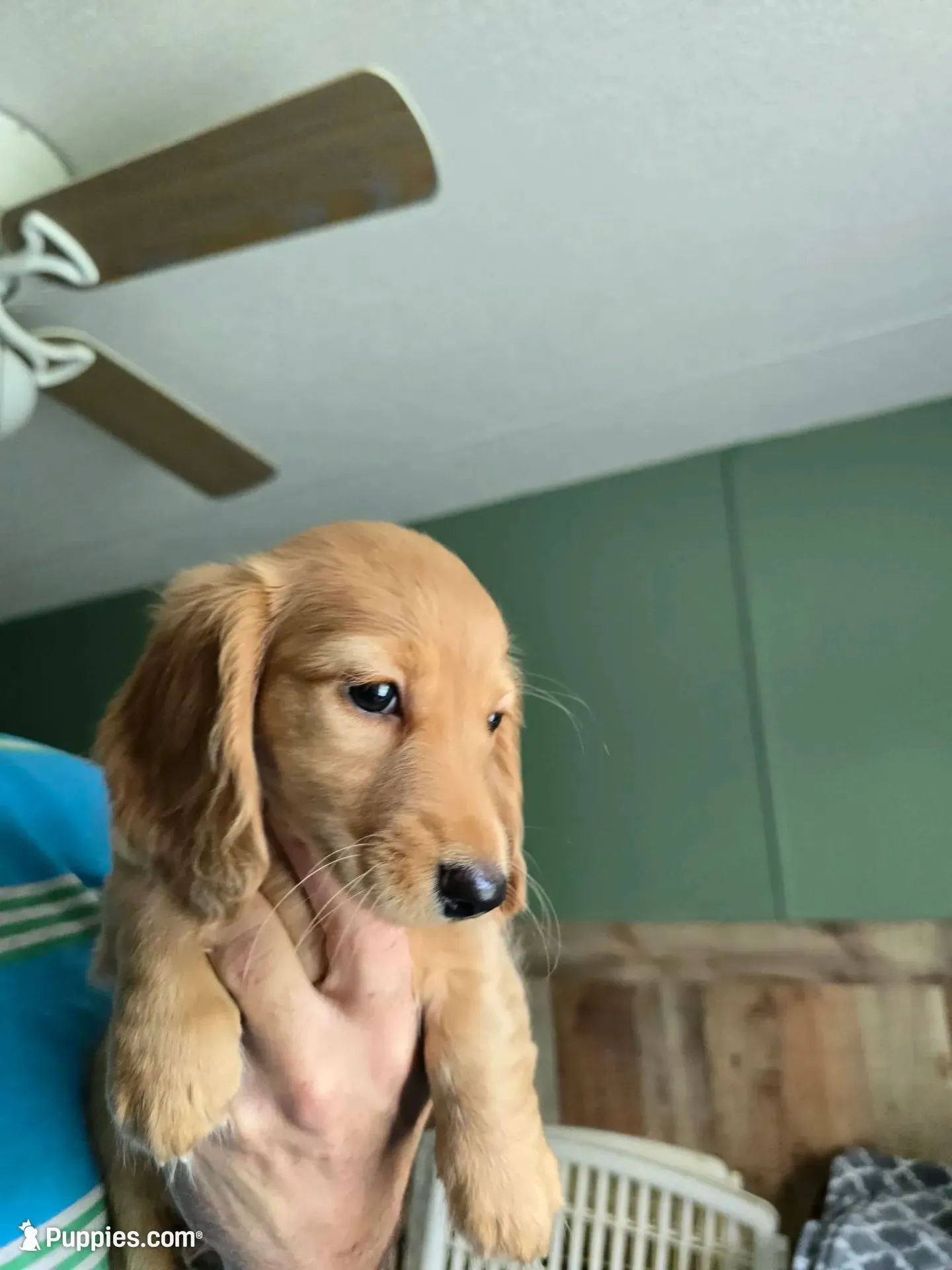 LH AKC cream red girl 2, a female Miniature Dachshund for sale in Vonore, TN – 1 of 5