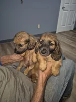 Shaded cream runt boy, a male Miniature Dachshund for sale in Vonore, TN – 3 of 3