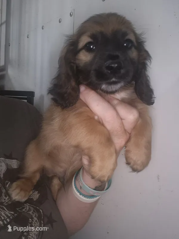 Shaded cream akc boy – Miniature Dachshund puppy for sale in Vonore, TN