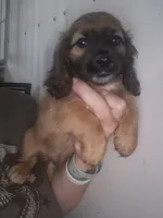 Shaded cream akc boy, a male Miniature Dachshund for sale in Vonore, TN – 1 of 3