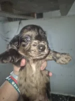 Silver dapple boy Gomer , a male Miniature Dachshund for sale in Vonore, TN – 2 of 2