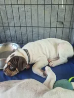Chocolate tan spotted boy, a male Olde English Bulldogge for sale in Vonore, TN – 1 of 2