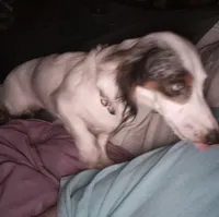 Patch , a female Miniature Dachshund for sale in Vonore, TN – 1 of 2