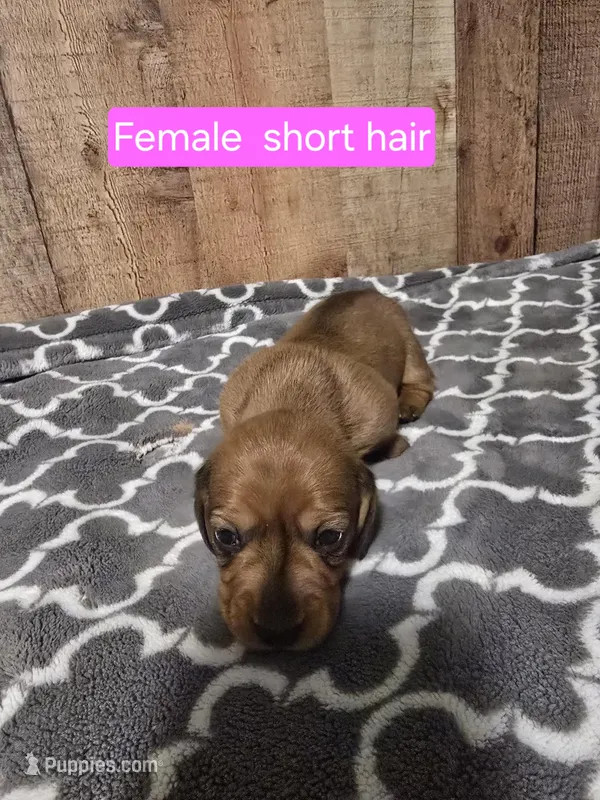 short haired female 2 – Miniature Dachshund puppy for sale in Vonore, TN