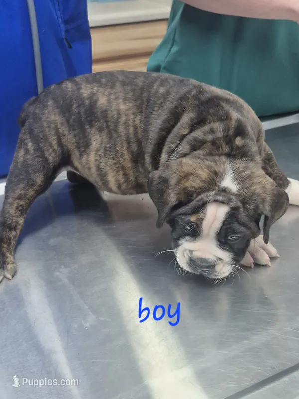 Dark brindle boy – English Bulldog puppy for sale in Vonore, TN