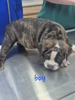 Dark brindle boy, a male English Bulldog for sale in Vonore, TN – 1 of 1