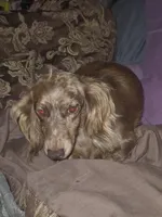 Kaisley, a female Miniature Dachshund for sale in Vonore, TN – 2 of 2