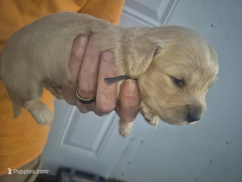 ee cream Boy black collar – Miniature Dachshund puppy for sale in Vonore, TN