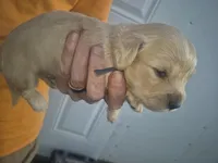 ee cream Boy black collar, a male Miniature Dachshund for sale in Vonore, TN – 1 of 7