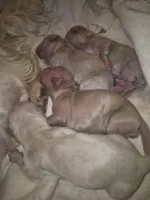 ee cream Boy 2, a male Miniature Dachshund for sale in Vonore, TN – Photo 4 of 5