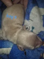 ee cream Boy 2, a male Miniature Dachshund for sale in Vonore, TN – Photo 2 of 5