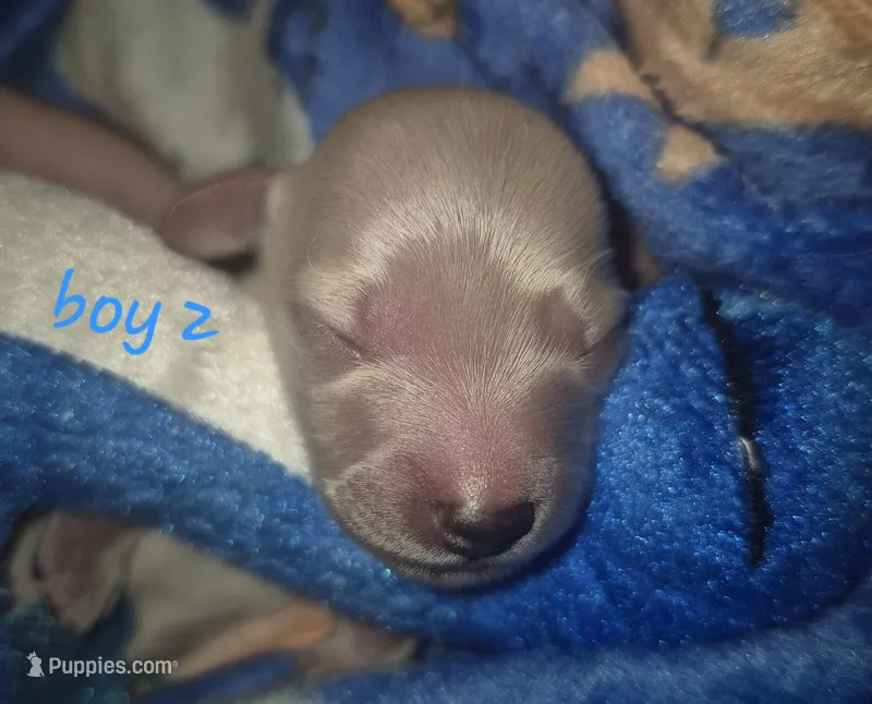 ee cream Boy 2 – Miniature Dachshund puppy for sale in Vonore, TN