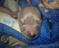 ee cream Boy 2, a male Miniature Dachshund for sale in Vonore, TN – Photo 1 of 5