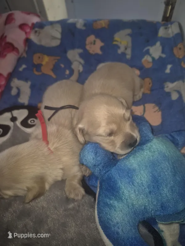 ee cream Boy black collar – Miniature Dachshund puppy for sale in Vonore, TN