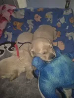 ee cream Boy black collar, a male Miniature Dachshund for sale in Vonore, TN – Photo 1 of 5