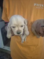 ee cream Boy black collar, a male Miniature Dachshund for sale in Vonore, TN – 2 of 7