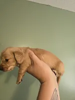 cream male, a male Miniature Dachshund for sale in Vonore, TN – Photo 2 of 3