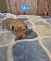 cream male, a male Miniature Dachshund for sale in Vonore, TN – Photo 1 of 3